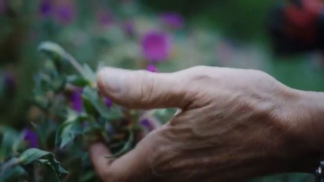 Clive Christian Rock Rose