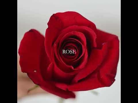 Парфюмерная вода Alexandre J Rose Alba - 100 мл.